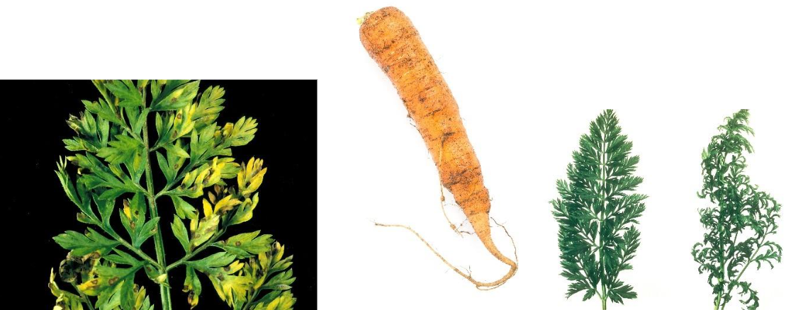 Figur 2: Eksempler på symptomer på skader som er synlig i åkeren