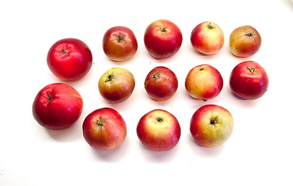 Illustrasjonsfoto for Skadegjørere i eple